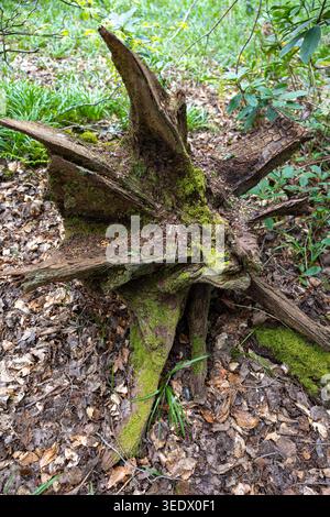 Star shaped, Moss‑covered tree root system in woodland at Simons Wood, Wokingham, Berkshire, UK Stock Photo