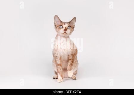 Cute Blue Eyed Devon Rex Kitten Sitting on White Stock Photo