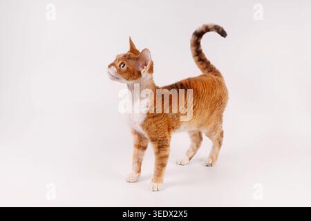 Full Body Profile of Standing Ginger Devon Rex Cat Stock Photo