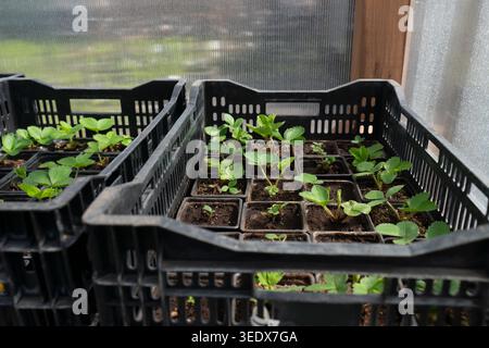 Close-up of strawberry seedlings in small pots arranged in crates inside a commercial plant nursery or greenhouse. Stock Photo