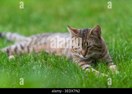Tabby cat lying down in green grass. Brown tabby cat resting and lying down in green grass in a garden. Stock Photo