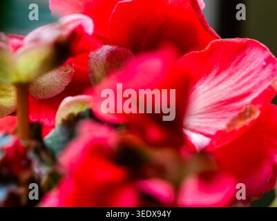 A close up photo of a cluster of a Tuberous Begonia Stock Photo