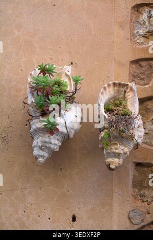 Two sea shells repurposed as decorative wall planters with green succulent plants mounted on a rustic ochre stone wall in the historic village Stock Photo