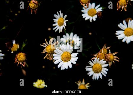 daisies in the dark Stock Photo