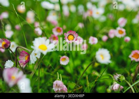 A field is filled with various flowers in shades of pink and white, standing tall amidst green grass on a clear spring day. The sun shines down on the Stock Photo
