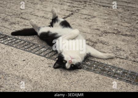Cute black and white tuxedo cat lying on its back on a paved ground, looking relaxed and playful. High-angle close-up shot. Stock Photo