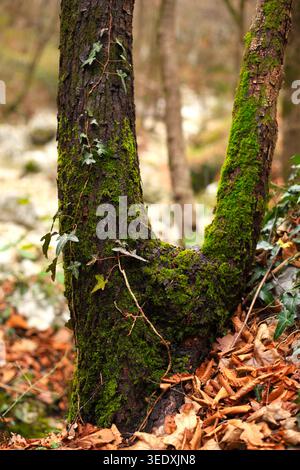 Vertical shot of a split mossy tree trunk with climbing ivy and dry autumn leaves scattered on the ground in a forest. Stock Photo
