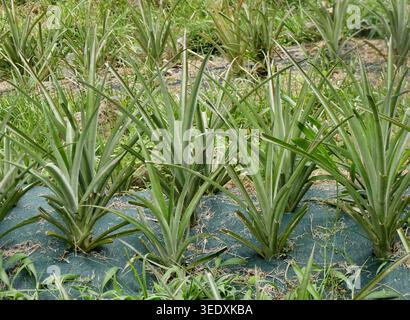 Pineapple plantation rows, tropical agriculture field with young pineapple plants. Ananas cosmosus in rows Stock Photo