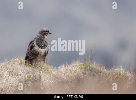 Common Buzzard (Buteo buteo) perched on a hillside, Isle of Mull, Scotland Stock Photo