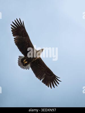 White-tailed Sea eagle (Haliaeetus albicilla) in flight, Isle of Mull, Scotland Stock Photo