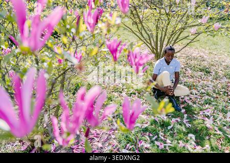 Pensive African Female Sitting Under Magnolia Tree Surrounded by Vivid Pink Blossoms Stock Photo