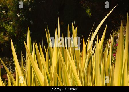 Iris pseudacorus variegata leaves in bright spring sunshine showing their achitectural shape and stuning colour Stock Photo