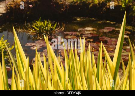 Iris pseudacorus variegata leaves in bright spring sunshine showing their achitectural shape and stuning colour Stock Photo