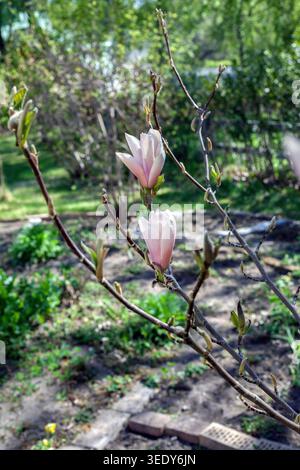 magnolia bush in a private garden Stock Photo