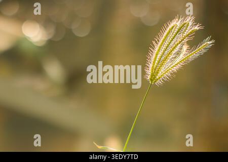 Feathery grass swaying in warm morning sunlight. Romantic golden glow and serene atmosphere for high quality nature background and editorial use. Stock Photo