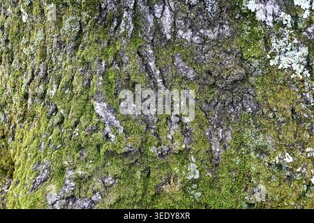 green textured wood bark with moss and mold growing on the trunk with a closeup of nature and background Stock Photo