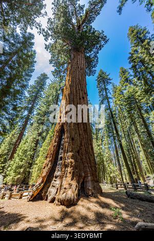 Low-angle view of a massive ancient giant sequoia redwood tree towering in the forest w/ visitors at its base on a sunny day in Sequoia National Park Stock Photo