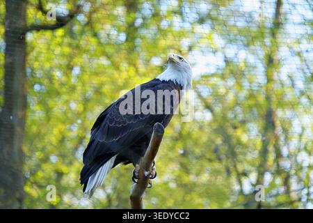 Close-up of a bald eagle (Haliaeetus leucocephalus) perched on a perch. High quality photo Stock Photo