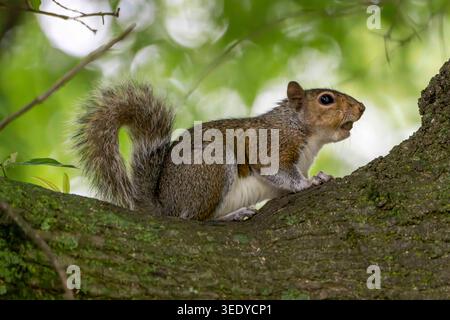 A gray squirrel rests on a tree branch beneath soft green leaves, its fluffy tail and alert expression highlighted by natural forest light. Stock Photo