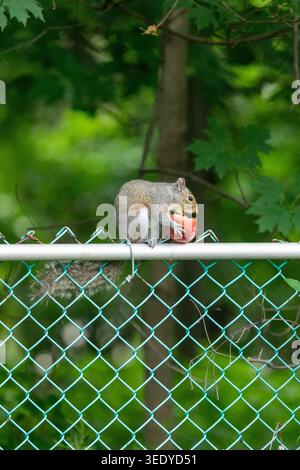 An Eastern Gray Squirrel eats a bright red apple while sitting on a chainlink fence with woodland in the background. Stock Photo
