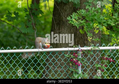 An Eastern Gray Squirrel eats a bright red apple while perched on a chain-link fence with woodland in the background. Stock Photo