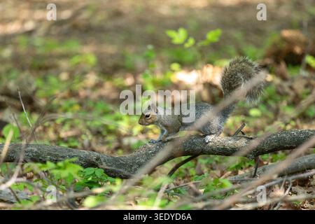 An Eastern Gray Squirrel runs along a fallen tree branch in a woodland setting with a soft natural background. Stock Photo