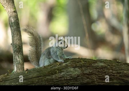 An Eastern Gray Squirrel perches on a tree branch in woodland with an alert posture and bushy tail against a soft background. Stock Photo