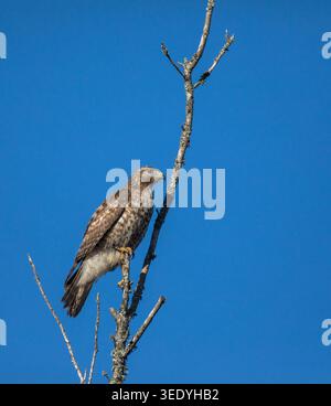 Juvenile Red-shouldered Hawk (Buteo lineatus) perches on a dead tree branch against clear blue sky at Brazos Bend State Park, Texas Stock Photo