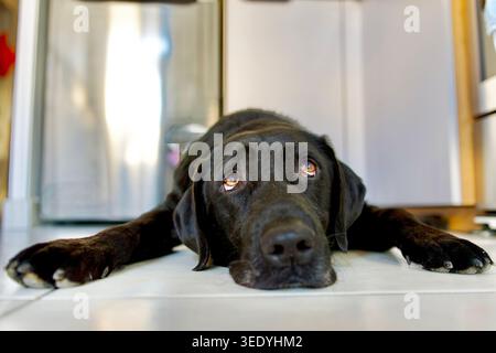 Black Labrador dog lying on white tiles with nostalgia and tireness in a kitchen. Stock Photo