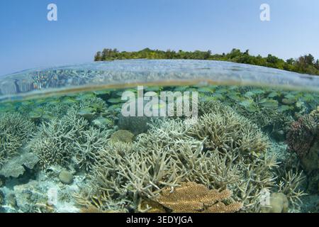 Healthy corals and fish thrive on a shallow reef in Palau's southern lagoon. This beautiful island-nation is a destination for divers and snorkelers. Stock Photo