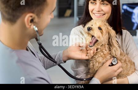 Veterinarian checking small poodle mix with stethoscope during clinic visit Stock Photo
