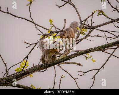 Two gray squirrels perched on budding tree branches against a soft sky in a suburban Illinois forest preserve during the spring season Stock Photo