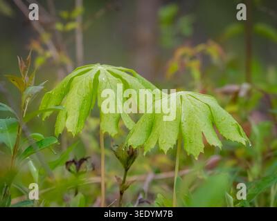 Macro view of green mayapple leaves covered in raindrops on a forest floor in a suburban Illinois forest preserve during the spring season Stock Photo
