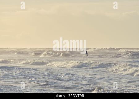 Seagull flying over big waves in sunset . Stock Photo
