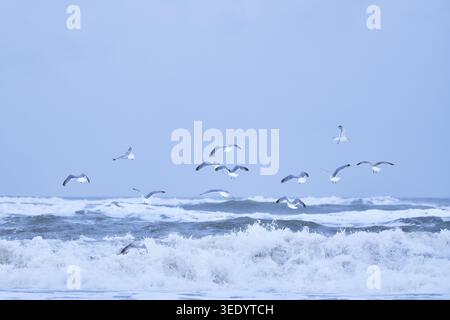 Flock of Seagulls flying over big waves on northern sea. Stock Photo