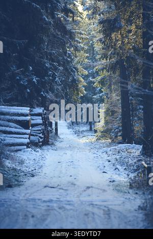 Pathway through snowy woods in Germany. Stock Photo