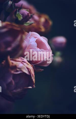 Miniature Rose wilting. Stock Photo