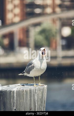 Seagull on pole screaming. Stock Photo