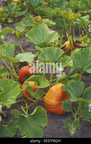 Orange Pumpkins growing on field. Stock Photo