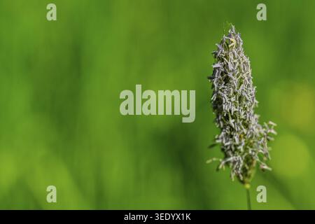 A single grass with small flowers grows in the meadow. The light shines on the plant. The surrounding area is green. It is daytime. Wischlburg, Lower Stock Photo