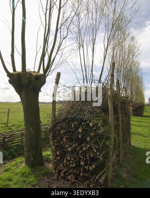 Pollarded willow tree and a large dead hedge woodpile in a spring meadow Stock Photo