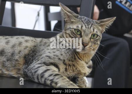 Cat cafe, female cat lying on a black chair and watching a toy, playing, name: cookie, breed: Savannah, pedigree cat, looking at the camera, portrait Stock Photo
