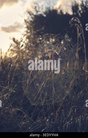 Large cobweb covered in dew. Stock Photo