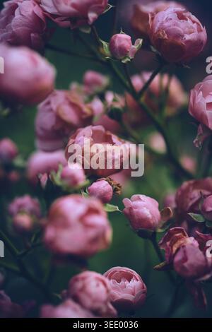 Miniature Roses slowly wilting. Stock Photo
