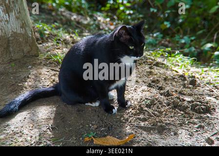 The black cat sits in dappled shade, sleek and striking against the sunlit earth. Stock Photo