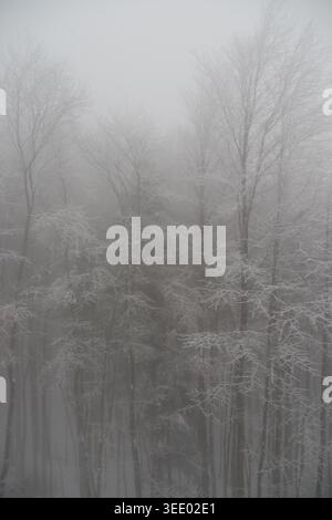 Snow-covered trees in foggy forest during winter season Stock Photo