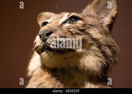Bobcat (Lynx rufus) taxidermy at the Woolaroc Museum & Wildlife Preserve in the Osage Hills near Bartlesville, Oklahoma. (USA) Stock Photo