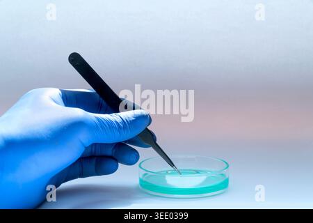 Close-up of scientist hand in blue glove using tweezers with a petri dish in a laboratory. Stock Photo