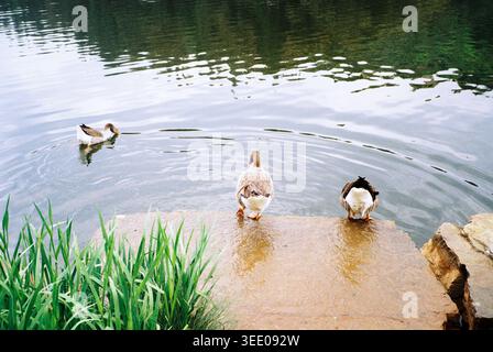 Three geese at a calm lakeside, two standing on a stone platform and one swimming in the water Stock Photo