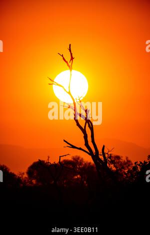 View of a silhouetted dead tree branch positioned in front of a large glowing sun during a vibrant orange sunset over the savanna in Kruger Park, Mpum Stock Photo